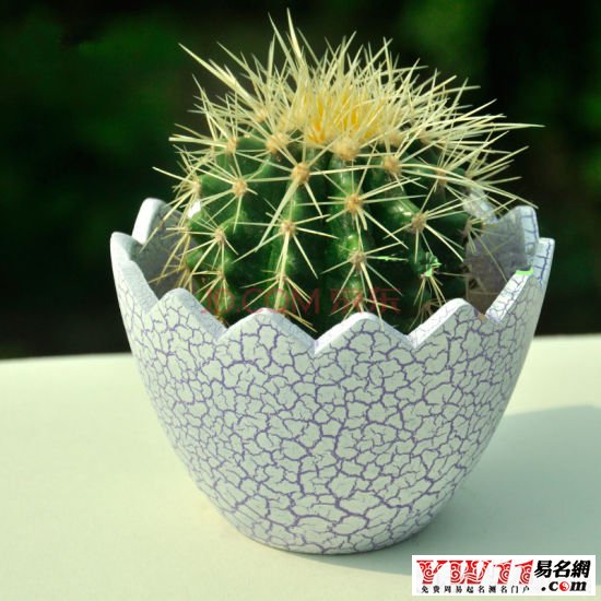 夢見仙人掌