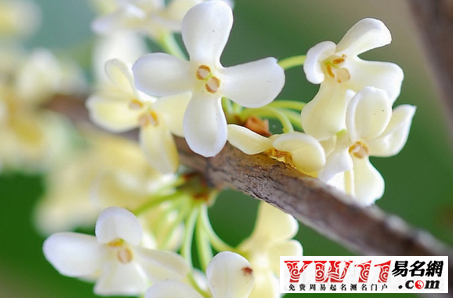 夢(mèng)見桂花
