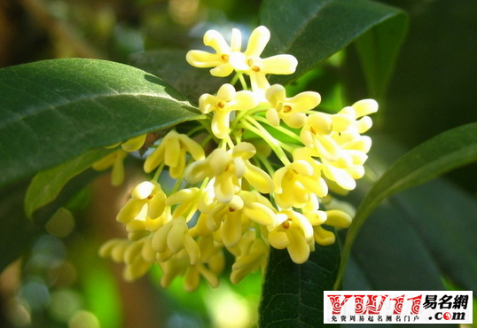夢(mèng)見桂花