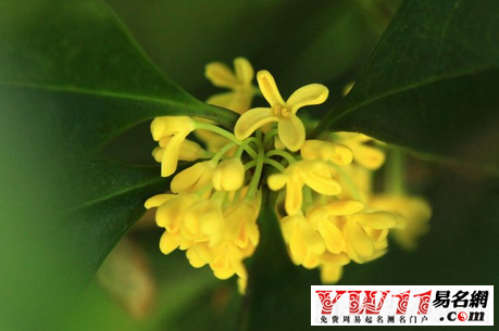 夢(mèng)見桂花