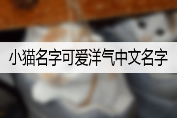 小貓名字可愛(ài)洋氣中文名字