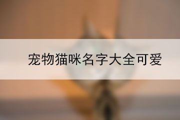 寵物貓咪名字大全可愛(ài)